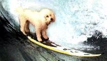 a surfing dog