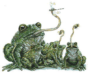 lotsa frogs