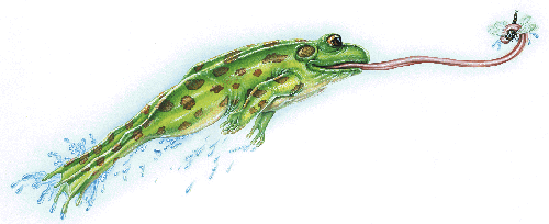 jumping frog